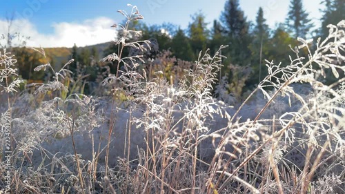 Morning frost in Carpathian mountains, wild grasses covered with silver icy patterns, golden peaks glowing behind in sunrise light, atmospheric seasonal nature scene of alpine wilderness