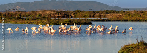 A flock of pink flamingos stands peacefully in the shallow water of a serene lake surrounded by a natural landscape