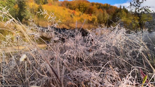 Morning frost in Carpathian mountains, wild grasses covered with silver icy patterns, golden peaks glowing behind in sunrise light, atmospheric seasonal nature scene of alpine wilderness