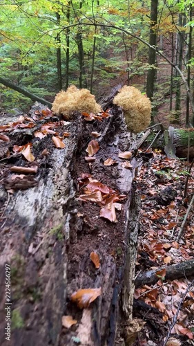 Rare Hericium coralloides coral tooth fungus, vulnerable relic species from Hericiaceae family, listed in Red Book of Ukraine, delicate white coral-like fruiting body in Carpathian forest habitat