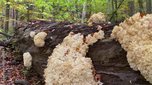 Rare Hericium coralloides coral tooth fungus, vulnerable relic species from Hericiaceae family, listed in Red Book of Ukraine, delicate white coral-like fruiting body in Carpathian forest habitat