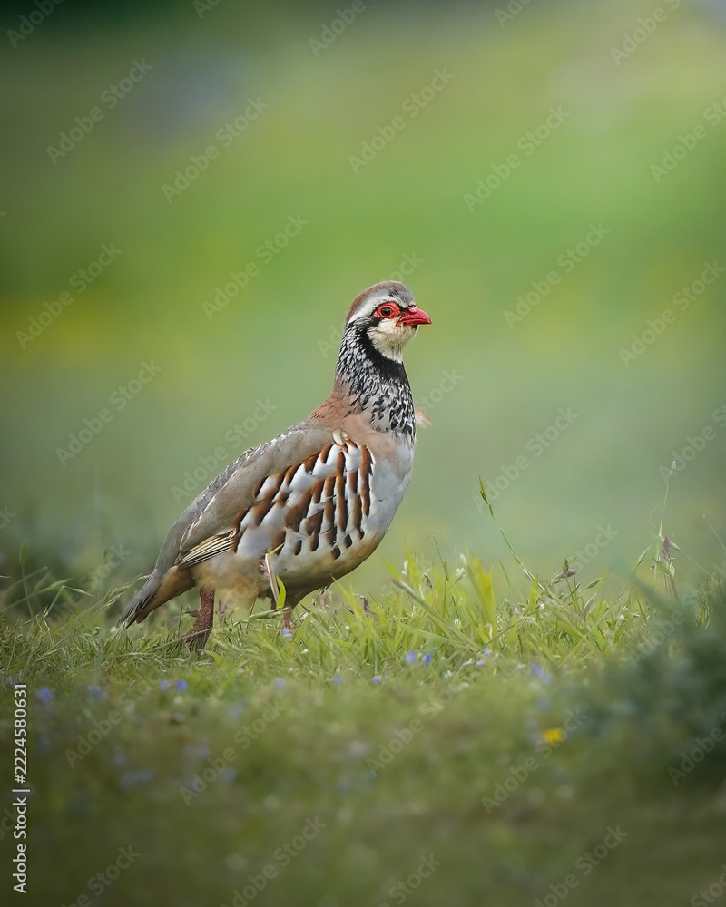 Obraz premium Bird in field