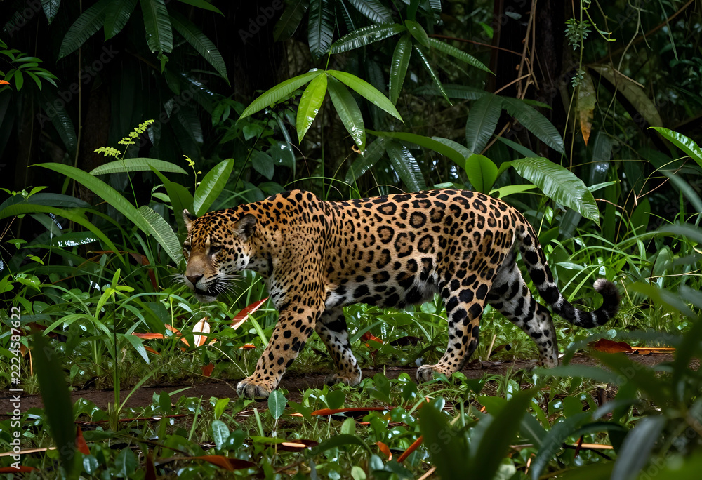 Naklejka premium wildlife conservation and biodiversity, jaguar walking through dense tropical rainforest vegetation in natural habitat, predator in the wild jungle