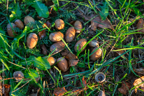 Acorns on the Ground