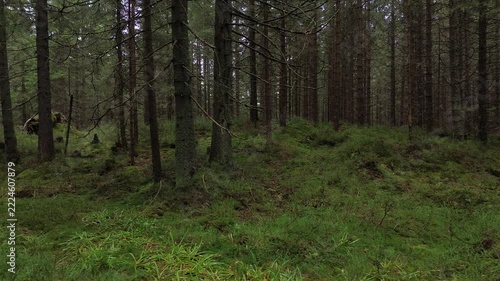 Aerial flight over a dense spruce forest shrouded in mist and low clouds in summer, Western Tatra Mountains
