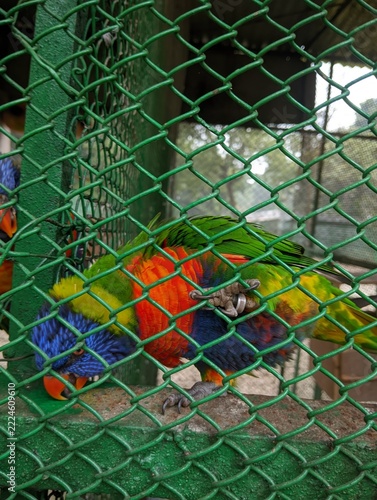 Colorful rainbow lorikeet parrot clinging to a wire mesh cage in an aviary. Vibrant exotic bird stock photo for nature, captivity, and wildlife themes.