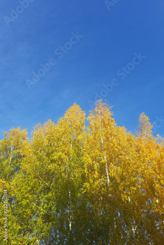Golden birch tree crowns in autumn forest against bright blue sky on a sunny day. Space for text 