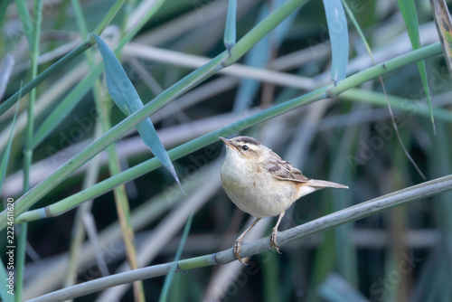 sedge warbler perched among reed stems wetland
