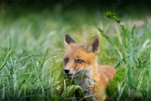 red fox cub hiding in lush meadow