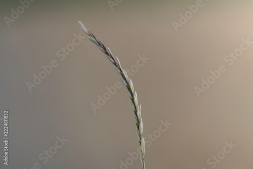wild grass seed head against soft background