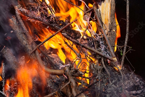 A blazing fire in the forest, a forest fire. Global warming, climate change.