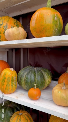 Colorful decorative pumpkins on white wooden shelves at a farm market