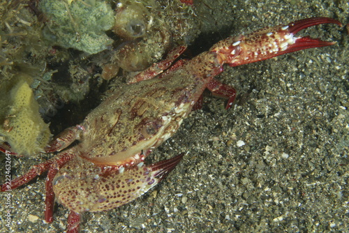 Red-clawed marine crab walking on sandy seabed close up