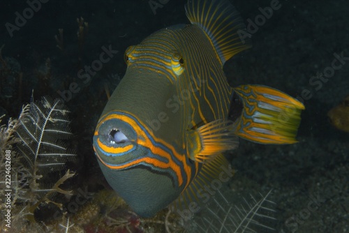 Close up front view of colorful triggerfish displaying mouth and teeth