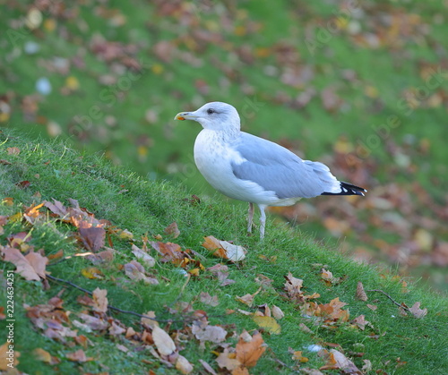 A seagull is standing on the slope of a hill overgrown with green grass, among the fallen yellow leaves