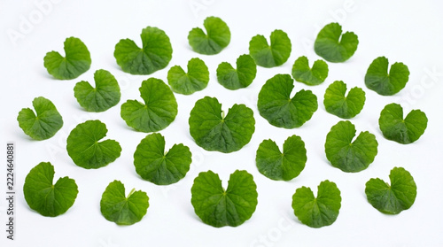 Fresh Green Centella Asiatica Leaves Arranged in Pattern on White Background