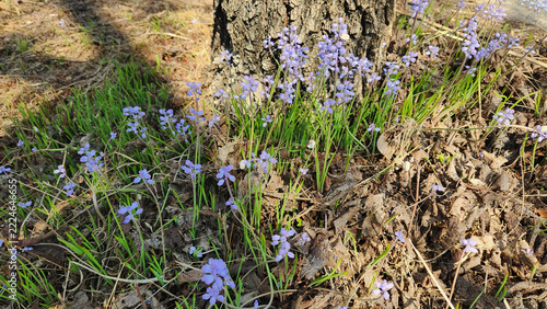 Obraz na plátně A cluster of delicate purple autumn squill flowers blooming at the base of a tree trunk among dry leaves and green grass in Mediterranean October