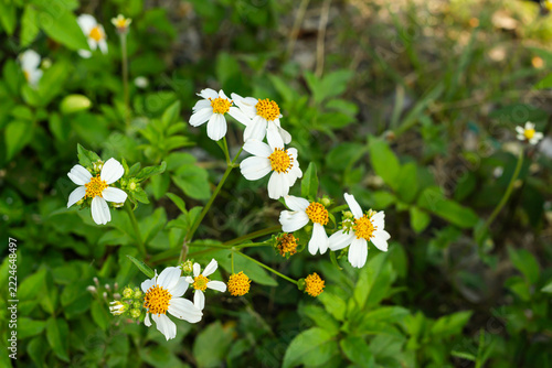 Wild White Daisy Flowers Blooming in Natural Outdoor Daylight