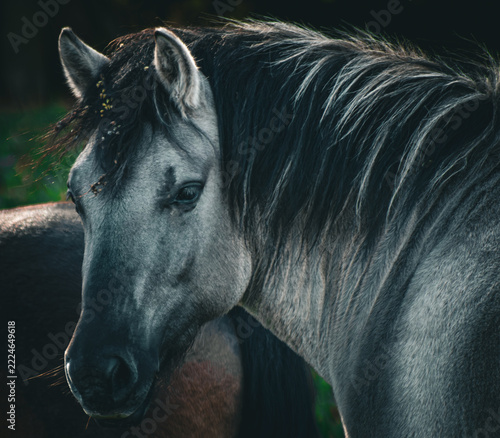 Beautiful Grey Horse Portrait Outdoors