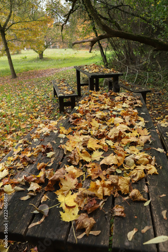 Wooden picnic table and benches covered with autumn leaves in an empty park. Tranquil picnic spot in the woods covered in a golden carpet of dry leaves during autumn season.