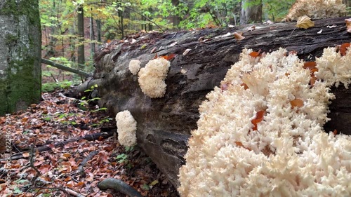 Rare Hericium coralloides coral tooth fungus, vulnerable relic species from Hericiaceae family, listed in Red Book of Ukraine, delicate white coral-like fruiting body in Carpathian forest habitat