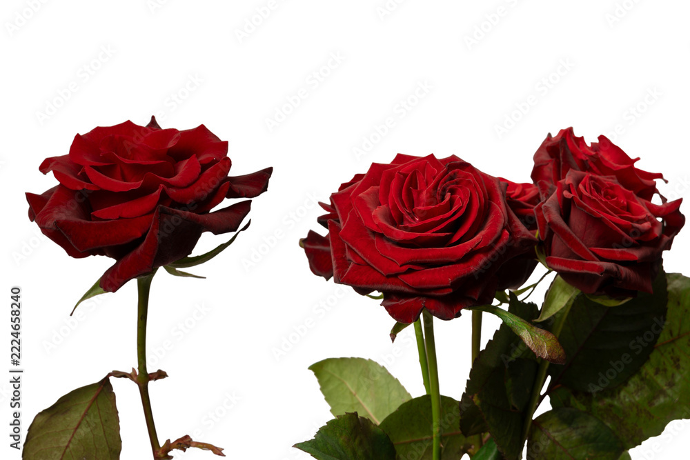 Fototapeta premium Beautiful red rose isolated on white background.