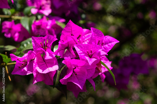 Close Up Pink Bougainvillea Flower Cluster Blooming in Sunlight