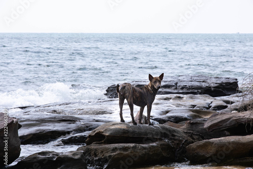 A wet brindle dog looking back while standing on boulders along a stormy ocean coast