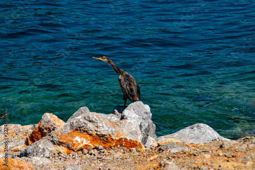 cormorant on rock