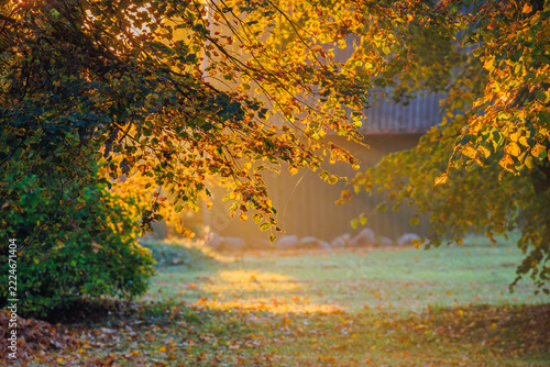 Magic morning light in autumn, Lithuania