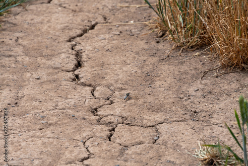 Bare and cracked ground in an agricultural field during a drought and multiple heatwaves.