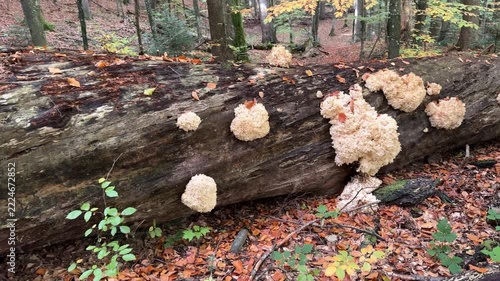 Rare Hericium coralloides coral tooth fungus, vulnerable relic species from Hericiaceae family, listed in Red Book of Ukraine, delicate white coral-like fruiting body in Carpathian forest habitat