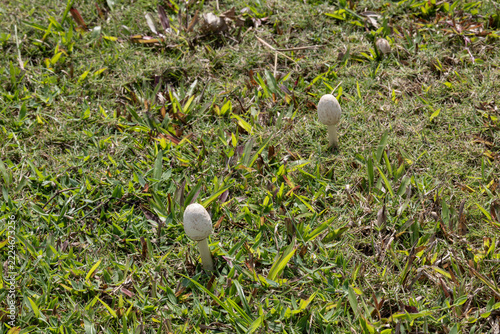 Wild white mushrooms growing on a grassy lawn in Vietnam