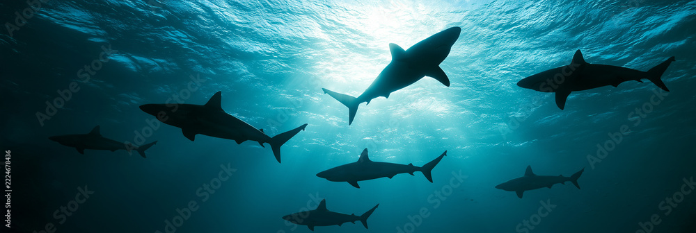 Obraz premium sharks silhouetted against the water surface