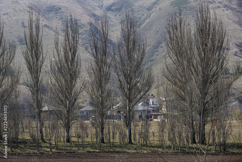 Spring landscape with row of poplars against mountain slope in Almaty region
