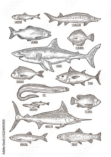 Set hand drawn vintage engrave illustration isolated. Vector clip art collection different fish. Shark, tuna, salmon, tilapia, trout, flounder, dorado, anchovy, eel, sardine, sturgeon, herring, marlin