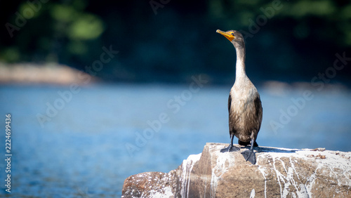 Cormorant Sunning on a Rock