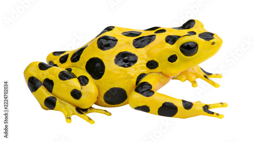 Isolated vibrant yellow frog with striking black spots, exotic tropical amphibian wildlife creature