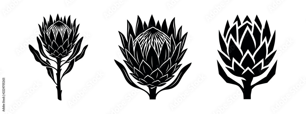 Fototapeta premium Stylized Protea Flower Icon Set