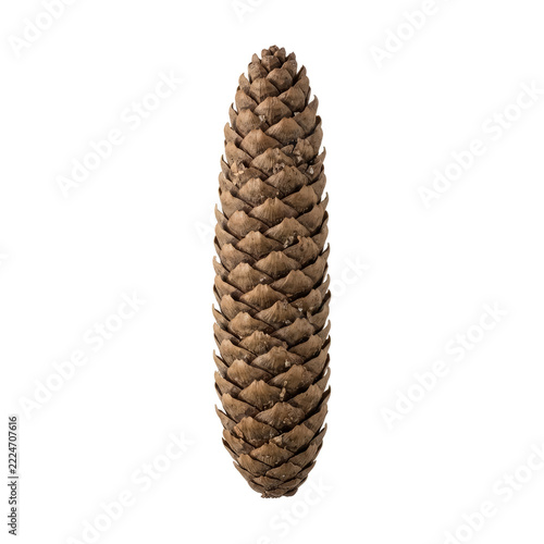 Long Narrow Pinecone with Tightly Overlapping Brown Scales