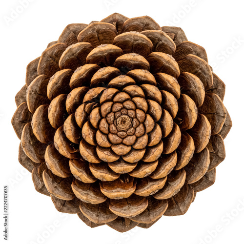 Top View of a Brown Pinecone Showing Radial Woody Scale Patterns