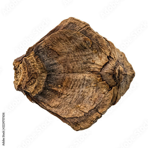 Single Oversized Brown Pinecone Scale with a Broad Diamond Shaped Form
