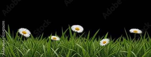 Fresh Green Grass and White Daisy Border Isolated on a Transparent Background