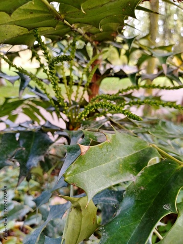 Mahonie (Gattung Mahonia) im Haynspark