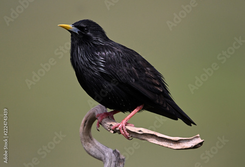 a black starling perched in the field in the wild