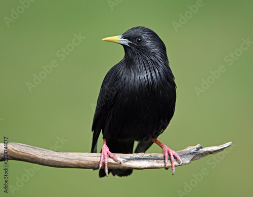 a black starling perched in the field in the wild