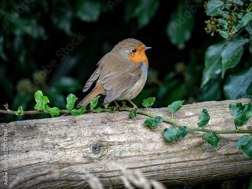 European Robin (Erithacus rubecula) Perched on a Tree Branch
