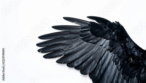 Single Detailed Dark Wing Black Feathers Only Spread Open Dramatic Isolated White