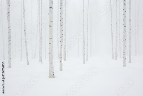 White birch trees standing vertically in a snowy forest covered in thick fog during the winter season.