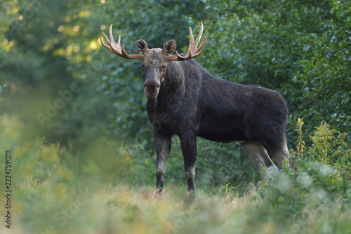  Łoś (Alces alces) moose 